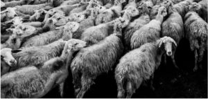 Sheep in heerd